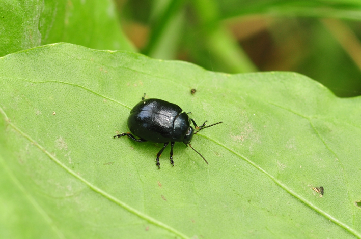 Crisolina da identificare